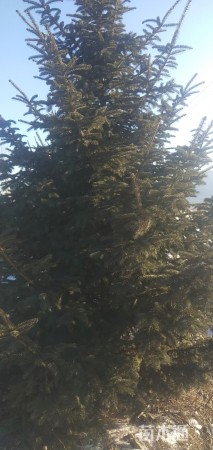 高度400厘米云杉