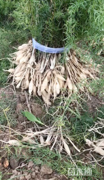 主蔓长60厘米天门冬