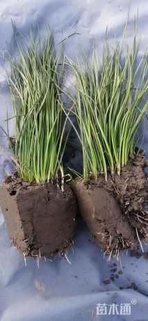 高度20厘米葱兰