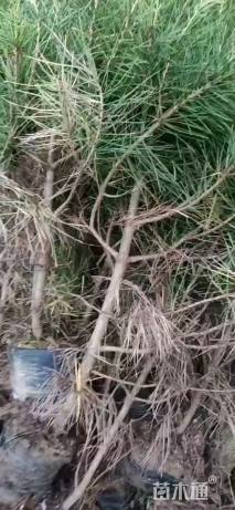 高度80厘米白皮松