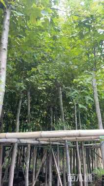 5公分枫香