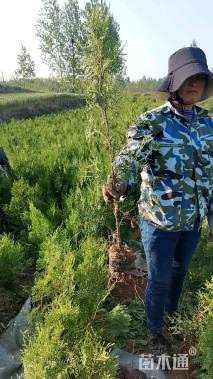 高度80厘米侧柏