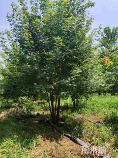 高度450厘米丛生五角枫