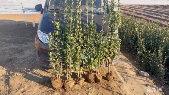 高度130厘米北海道黄杨