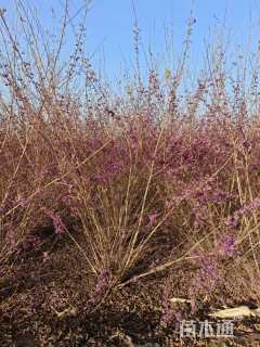 高度120厘米大叶紫珠