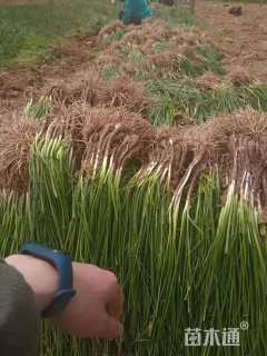 高度15厘米葱兰