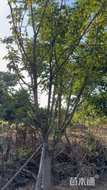 10公分日本晚樱