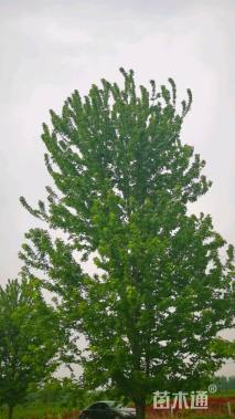 13公分美国红枫