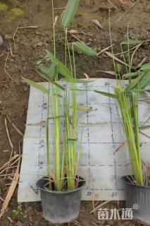 高度70厘米再力花