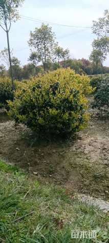 冠幅50厘米金森女贞球