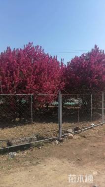 16公分北美海棠