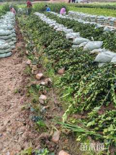 高度20厘米油茶