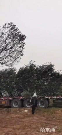 18公分八棱海棠