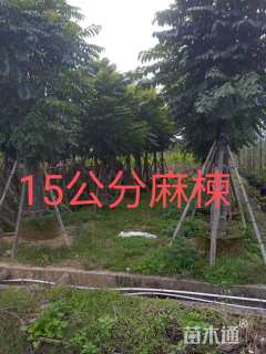 1公分麻楝