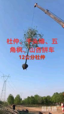 12公分杜仲