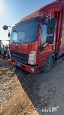 高度20厘米金叶满天星