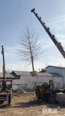 18公分娜塔栎