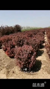 高度50厘米红叶小檗