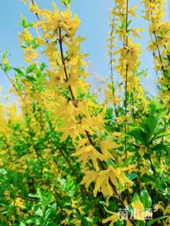 高度150厘米连翘