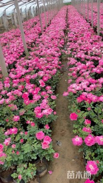 高度50厘米仙境月季