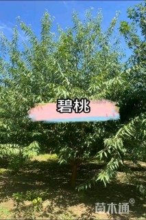 10公分红叶碧桃