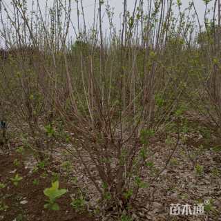 高度200厘米蜡梅