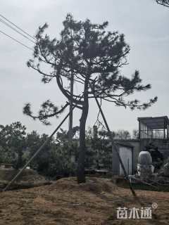 高度700厘米油松
