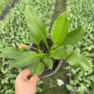 高度30厘米青叶玉簪