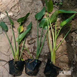 高度65厘米梭鱼草