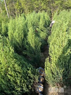 高度200厘米河南桧