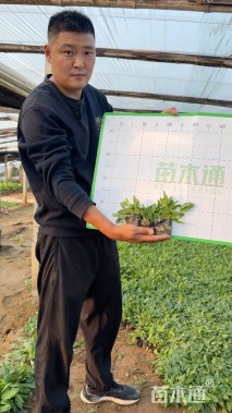 高度10厘米鼠尾草