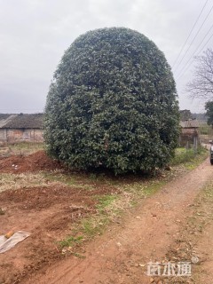 18公分桂花
