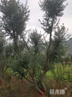 15公分油橄榄