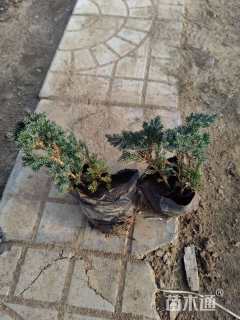 高度30厘米铺地柏