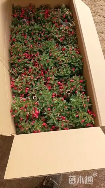 高度40厘米倒挂金钟