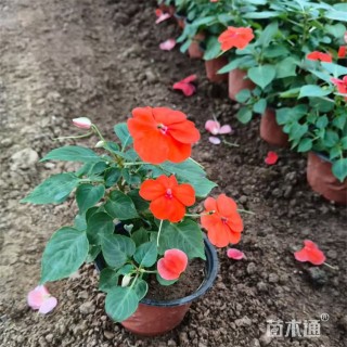 高度14厘米非洲凤仙