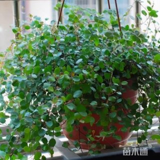 35厘米千叶兰
