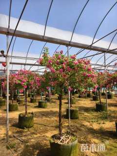 6公分高杆树状月季