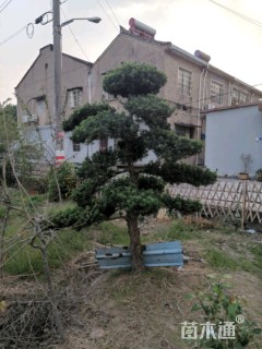 移栽苗造型罗汉松