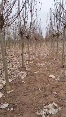 10公分红玉兰