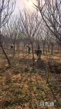 8公分普贤象樱花