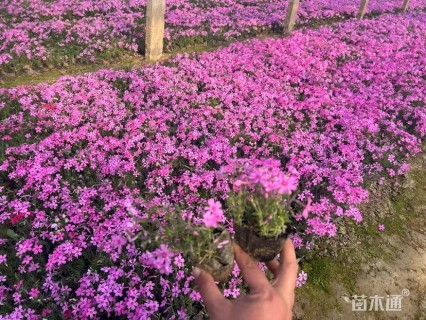 高度15厘米福禄考