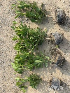 高度30厘米海桐