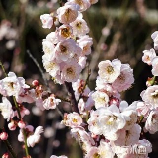 8公分梅花