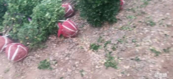 高度80厘米大叶黄杨