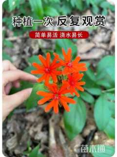 剪秋萝种子剪秋罗种子