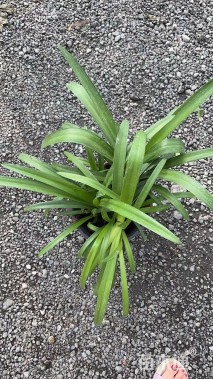 高度25厘米百子莲