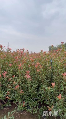 高度150厘米红叶石楠绿篱苗