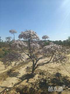 10公分造型红叶李