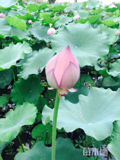 高度50厘米荷花